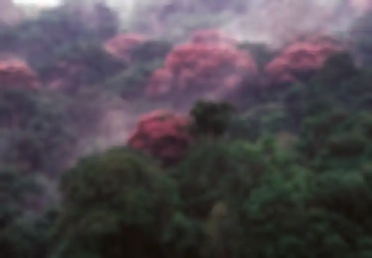 Perubahan Iklim Membuat Hutan Panama Ini Tampak Lebih Cantik dari Sebelumnya