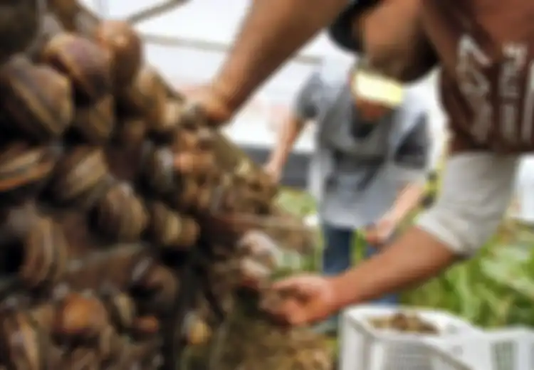Wow, Bekicot yang Dianggap Menjijikkan oleh Sebagian Orang Indonesia Malah Jadi Makanan Favorit di Prancis