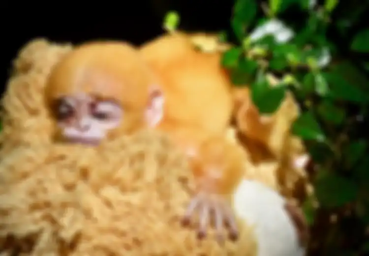Monyet Yatim Piatu Mengggemaskan yang Kehilangan Ibunya Itu Kini Punya Ibu Baru … Sebuah Teddy Bear