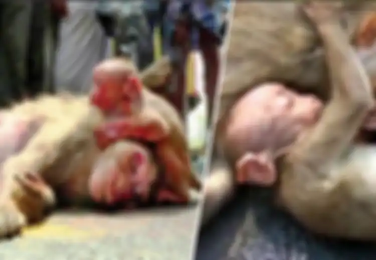 (Video) Induknya Mati, Anak Monyet Ini Memeluk sambil 'Menangis' Histeris, Sangat Menyedihkan