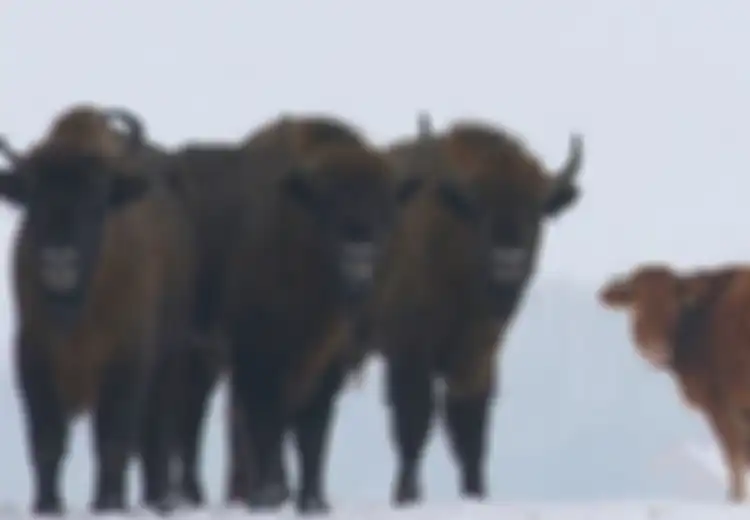Berada di Kawanan Bison, Hewan Ini Sempat Disangka Sebagai Mutan
