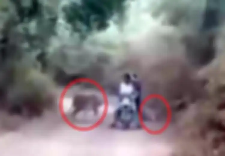 (VIDEO) Detik-detik Menegangkan Saat Pengendara Motor di Hadang 2 Harimau Dewasa dan Tak Bisa Berbuat Apa-apa