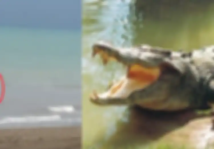 Bikin Merinding! Buaya Bawa Jenazah Manusia Kembali ke Tepi Pantai Setelah Berhari-hari Hilang di Lautan!