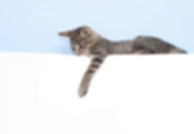 Terungkap, Ternyata Ini Alasan Kucing Menoleh Ketika Kita Panggil Dengan Sebutan ‘Pus’