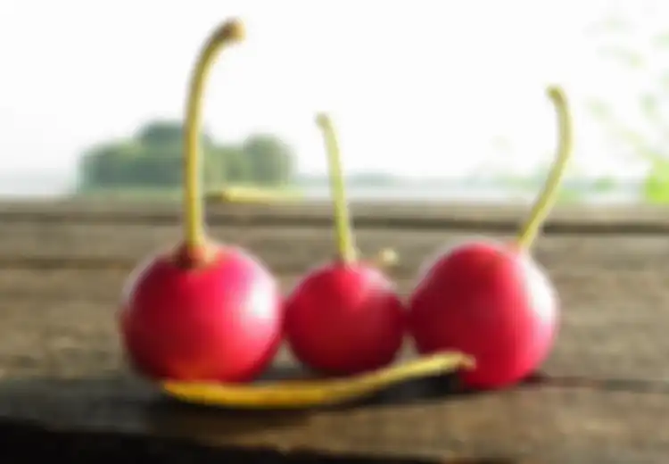 Dari Menurunkan Tekanan Darah sampai Obati Flu, Inilah 9 Manfaat Lain dari Buah dan Daun Talok