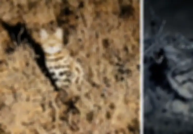 (Video) Bukan Singa dan Harimau, Kucing Kecil Inilah yang Paling Mematikan di Dunia!
