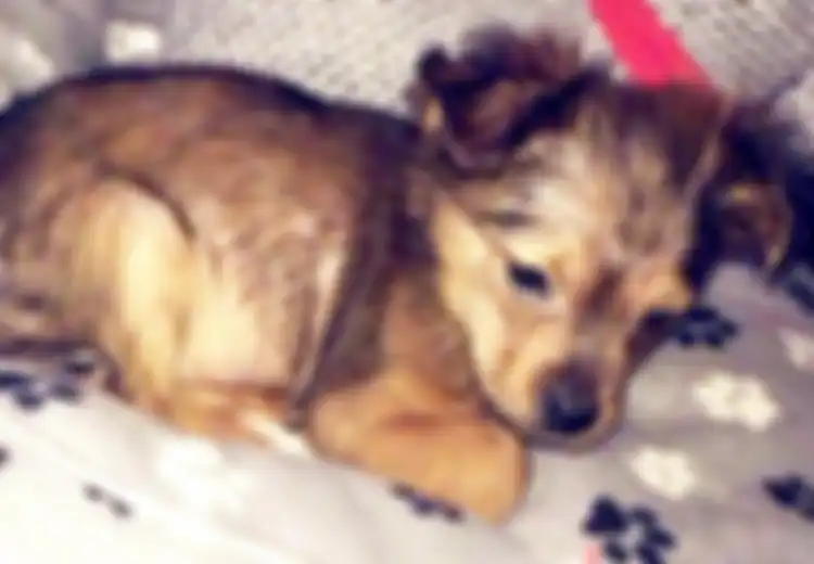 Sadis! Anak Anjing Ini Dihantam Palu Hingga Mati dan Dimasukkan ke Microwave