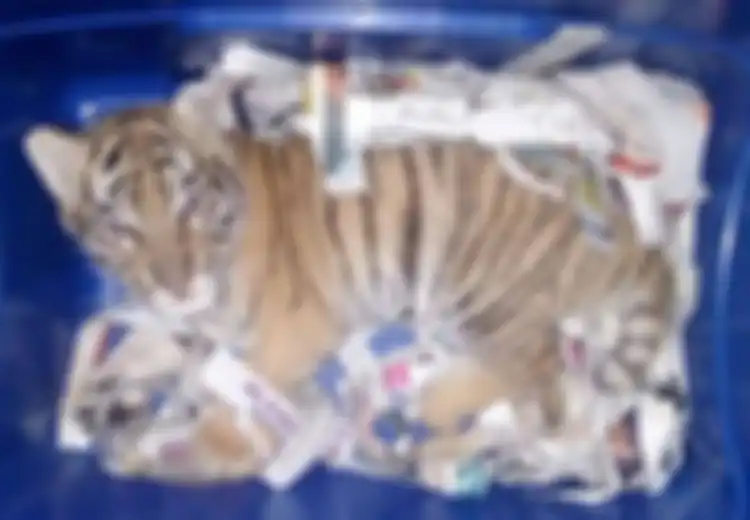 Benar-benar Kejam! Anak Harimau Ini Dibius, Disimpan dalam Kotak Plastik, lalu Dipaketkan