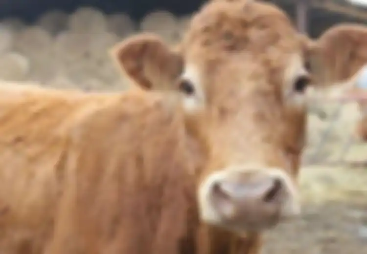 Menolak Penjagalan, Sapi Ini Mendobrak Pagar, Mematahkan Lengan, dan Berenang ke Pulau Seberang