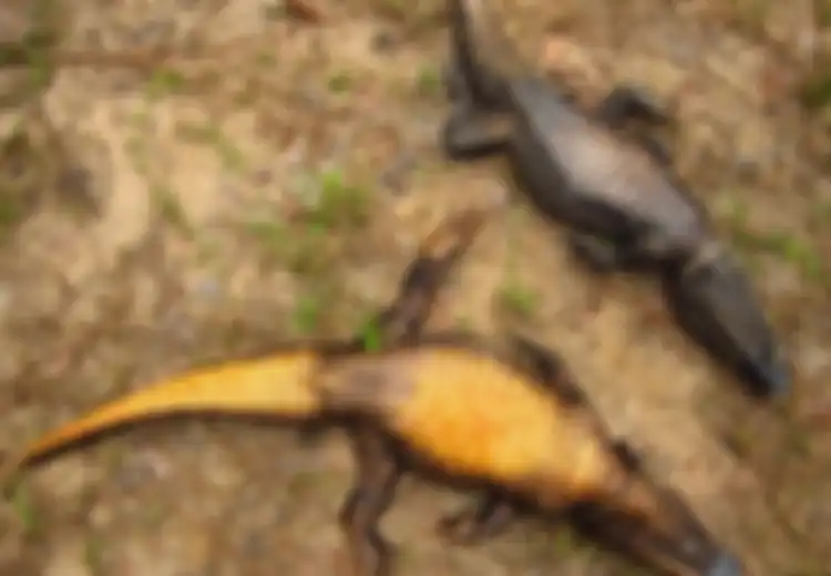 Buaya Ini Berwarna Jingga, Mungkinkah Ia 'Bermutasi' Menjadi Spesies Baru?