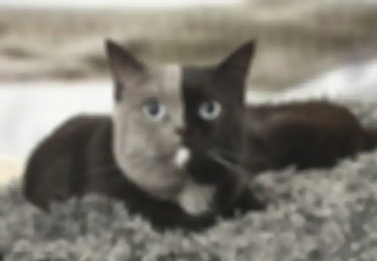 (Foto) Seakan Terbelah Dua, Warna Kucing Lucu Ini Sungguh Langka