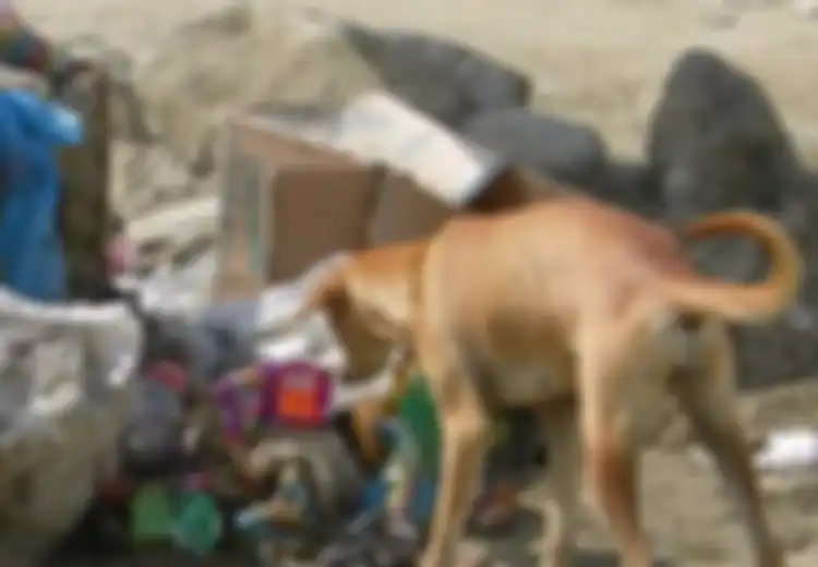 Diselamatkan Oleh Seekor Anjing dari Tempat Sampah, Beginilah Nasib sang Bayi Kini