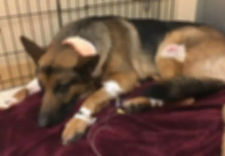 Demi Lindungi Tuannya dari para Perampok, Tubuh Anjing Ini Ditembus Tiga Peluru