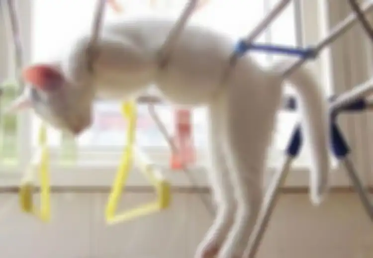 Lucu Sekaligus Menggemaskan! Inilah 10 Pose Kucing Saat Tidur, Salah Satunya Tidur di Dalam Wastafel