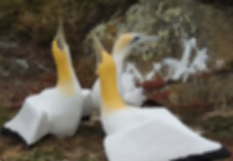 Malangnya Nasib Nigel si Burung Paling Kesepian di Dunia yang Harus Hidup Bersama Patung Burung hingga Ajal Menjemputnya