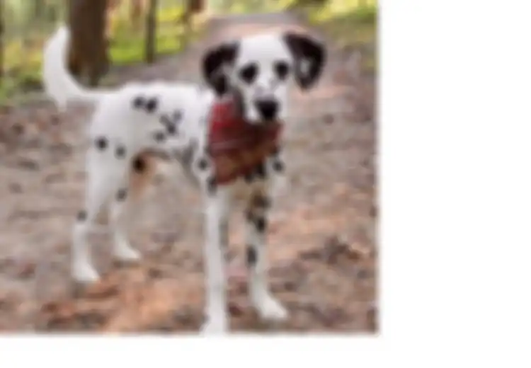 Unik, Anjing Dalmatian Ini Memiliki Pola Berbentuk Hati di Kedua Matanya