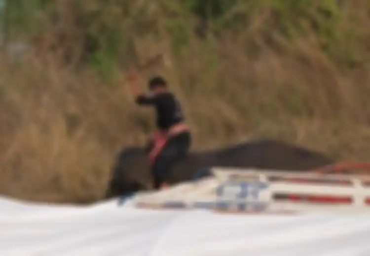 Kejam, Seekor Gajah Dipukuli dengan Tongkat Logam dalam Persiapan Turnamen Polo Bergengsi di Thailand