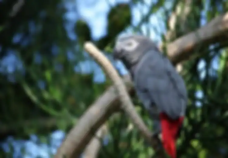 Dari Rakun Sampai Burung Beo, Inilah 7 Hewan Paling Cerdas di Dunia