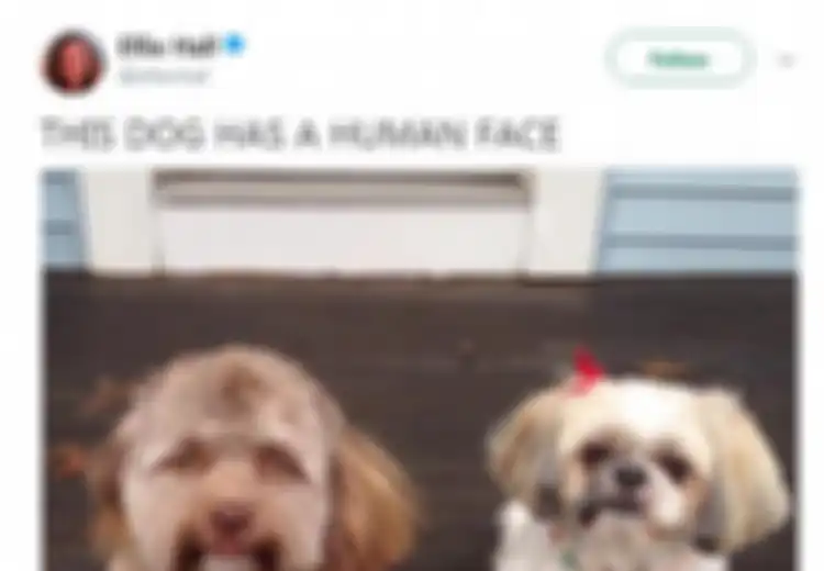 Unik, Anjing Ini Jadi Viral karena Dianggap Seperti Punya Wajah Mirip Manusia Setelah Bulunya Dicukur