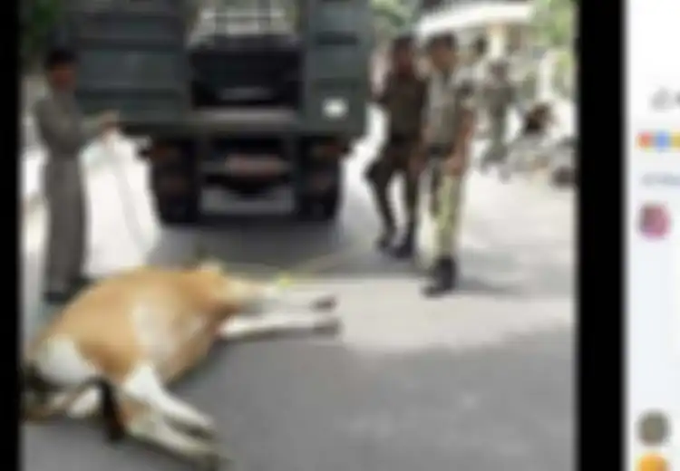 Kasihan, Seekor Sapi Ditarik Mobil Satpol PP Hingga Ia Terkapar