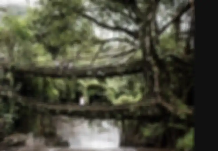 Bukan dari Beton atau Baja, Suku Ini Buat Jembatan dari Akar Pohon, Tapi Diklaim Mampu Menahan Banjir Bandang