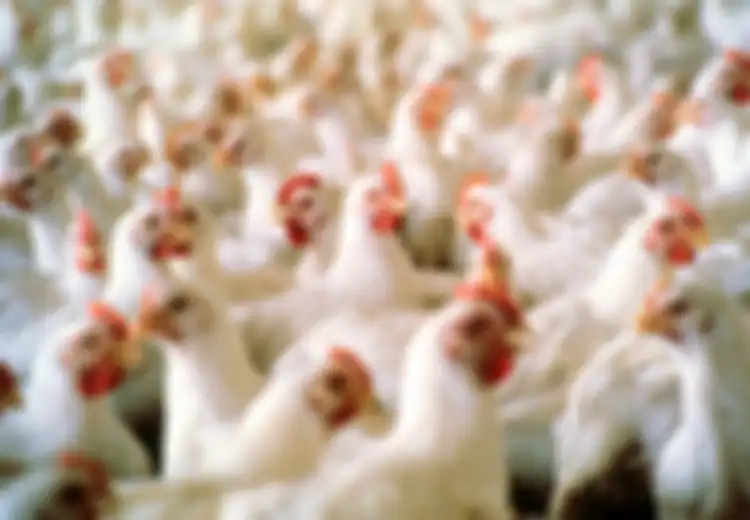 Lebih dari 60 Tahun, AS Sembunyikan Fakta tentang Kandungan Menakutkan dari Ayam Potong