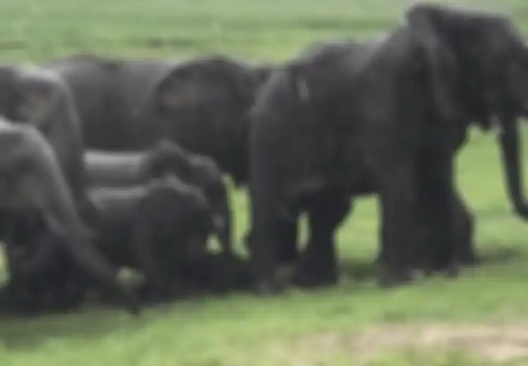 (Video) Beruntungnya Para Turis Ini yang Bisa Menyaksikan Induk Gajah Melahirkan Bayinya