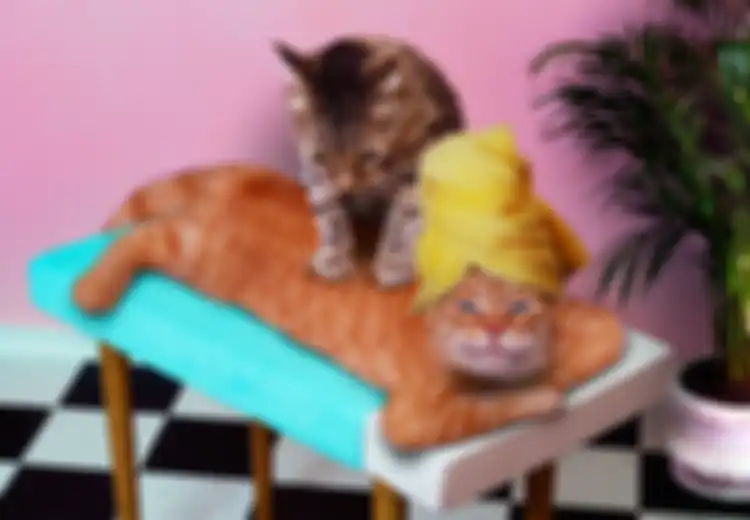 Kucing Berusia Setahun Setara 15 Tahun Umur Manusia, Inilah Cara Mengetahui Usia Kucing