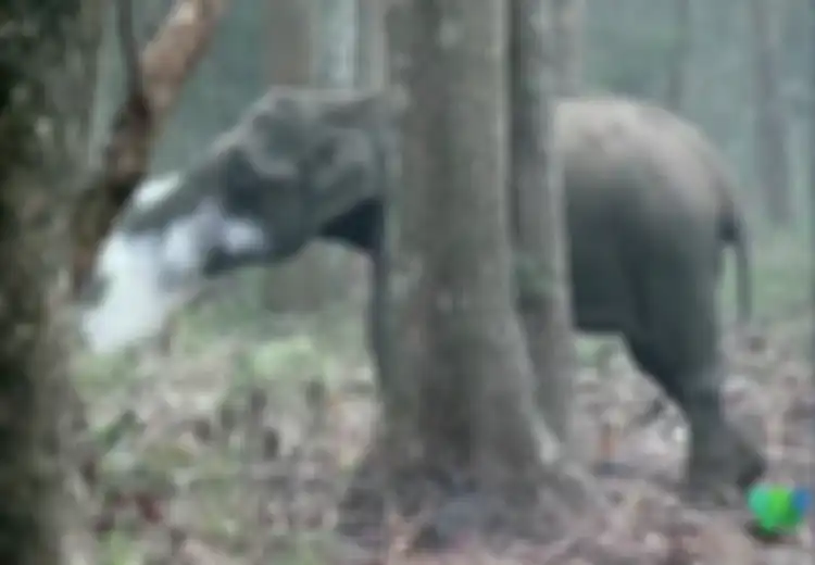 (Video) Tampak Seekor Gajah di India Sedang 'Merokok', Apa yang Sebenarnya Terjadi?