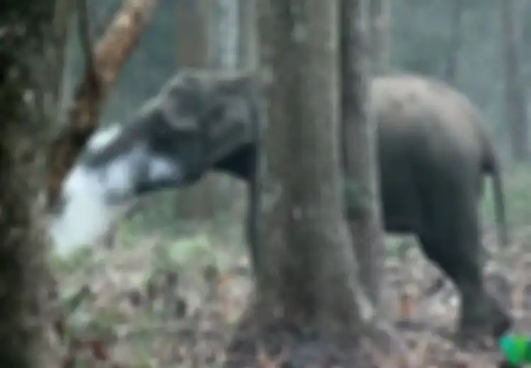 (Video) Gajah Ini Terekam sedang Asyik ‘Merokok’, Inilah Fakta Sebenarnya