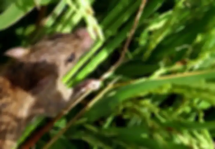 Orang Cerdik Tak akan Meracun Tikus Sawah karena Bisa Mendatangkan Kocek untuk Tambahan Uang Jajan