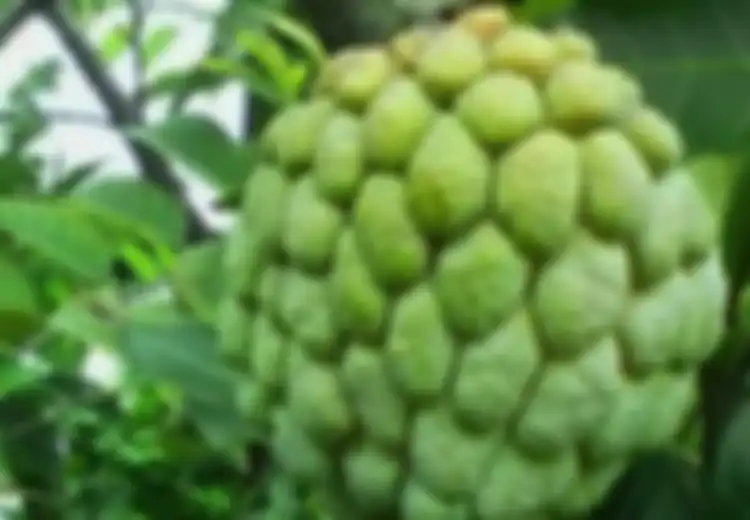 Sudah Jarang Ditemui, Ini 5 Manfaat Mengonsumsi Srikaya Bagi Kesehatan Anda!