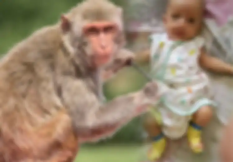 Kasus Penculikan Teraneh, Bayi Berusia 16 Hari Dibawa Kabur oleh Seekor Monyet
