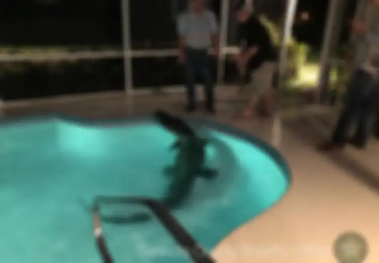(Video) Hi... Seekor Buaya Liar 'Raksasa' Ditemukan Berada di Sebuah Kolam Renang Pribadi