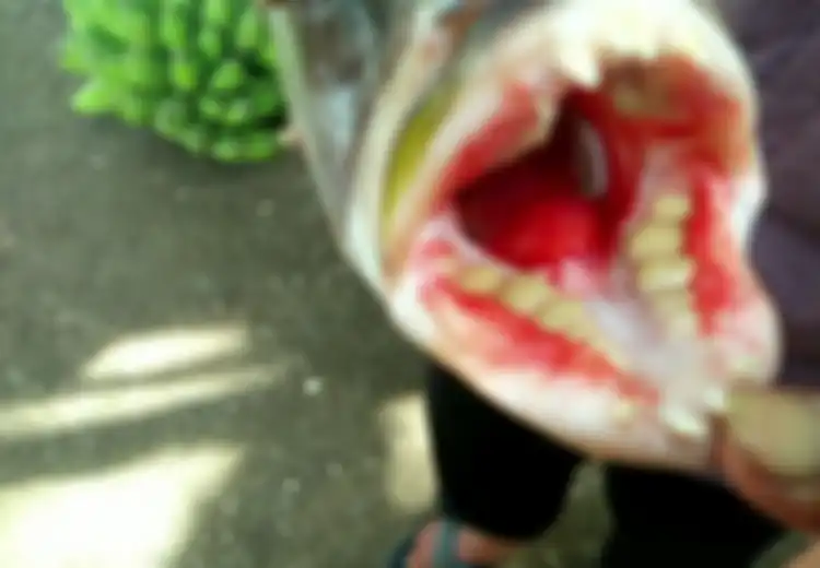 Aneh, Punya Gigi Seperti Gigi Geraham Manusia, Ikan Apakah Ini?