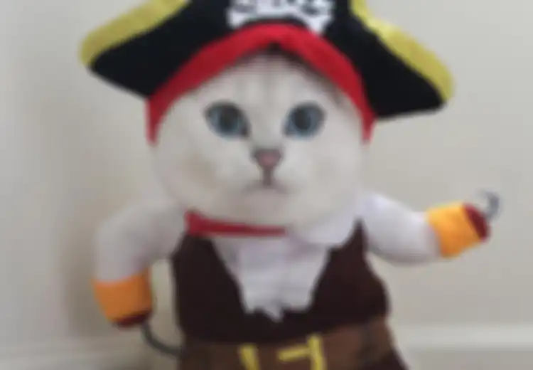 Benarkah Kucing Juga Memiliki Aksen Seperti Manusia?