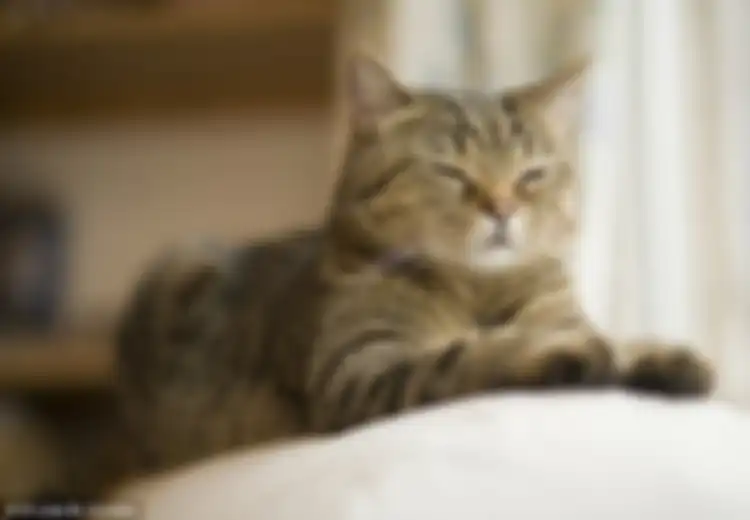 Rumitnya Sejarah Penyebaran Kucing, Salah Satunya Migrasi dari Eropa Bersama Kapal Viking