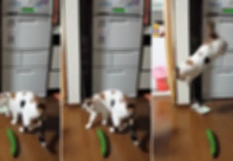 Pernah Menjumpai Seekor Kucing Takut Mentimun atau Benda Lainya? Inilah Alasan Ilmiahnya