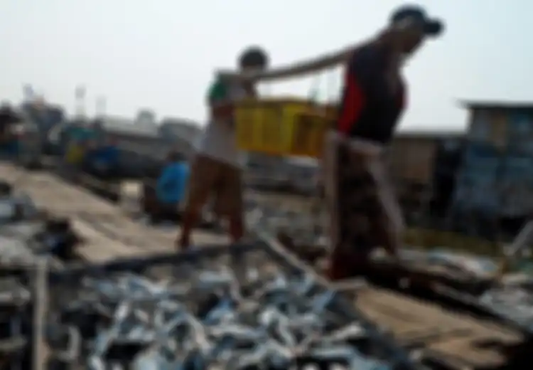 Tahukah Ada, Ikan Teri Masuk Dalam Daftar 5 Makanan Pendongkrak Kecerdasan Otak