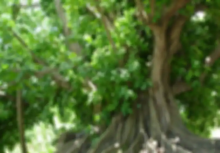 Beringin Si Pengaman Hutan