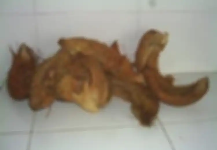 Pupuk Cair Sabut Kelapa