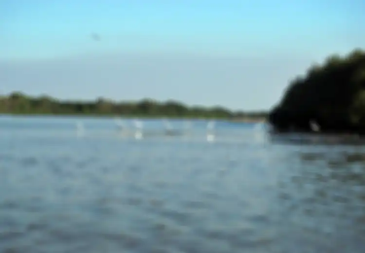 Mangrove, Naungan Sejuta Habitat
