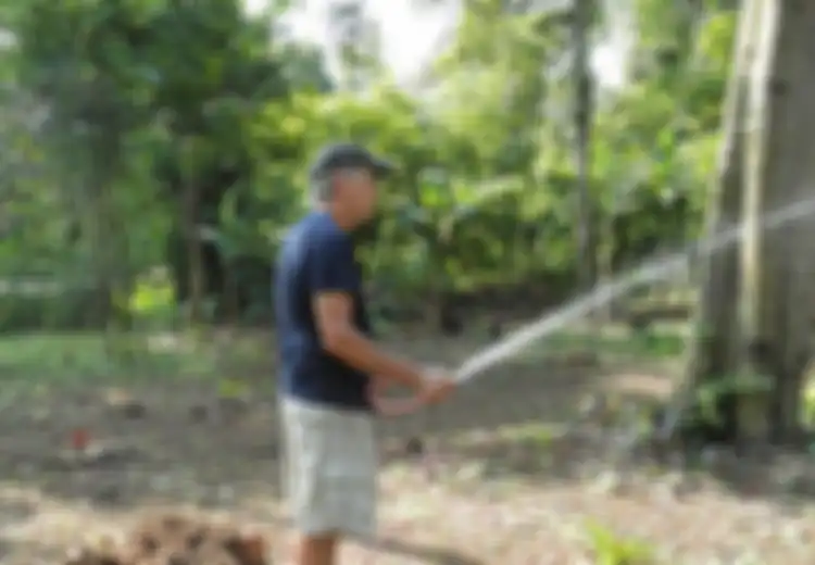 Jangan Menyiram Tanaman di Siang Hari