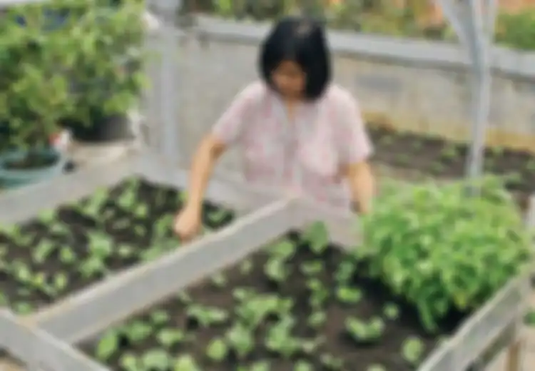 Mari, Mulai Menanam