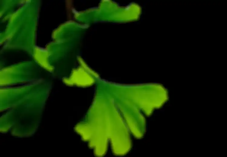 Ginkgo Biloba, Ternyata Pohon Raksasa