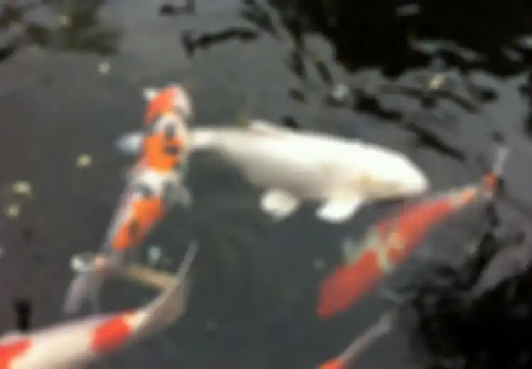 Ada yang Laku Hingga Rp25 Milliar, Rupanya Inilah Kelebihan Ikan Koi Hingga Dihargai Fantastis