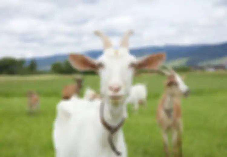 Cara Unik Warga Tulehu Rayakan Idul Adha, Gendong Kambing Sebelum Disembelih