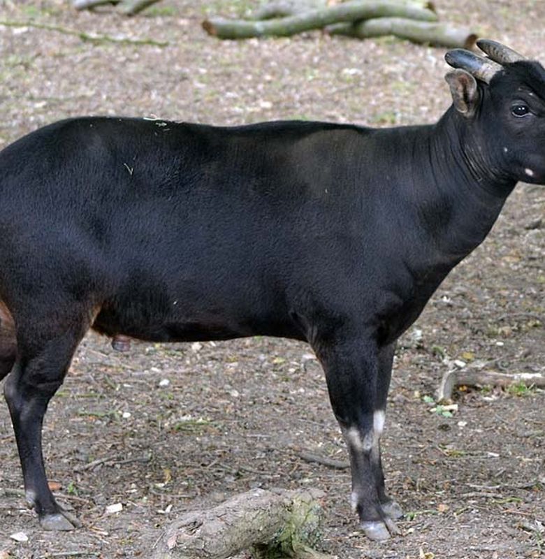 Карликовый буйвол. Аноа. Кроссворд карликовый буйвол. В Сулавеси.