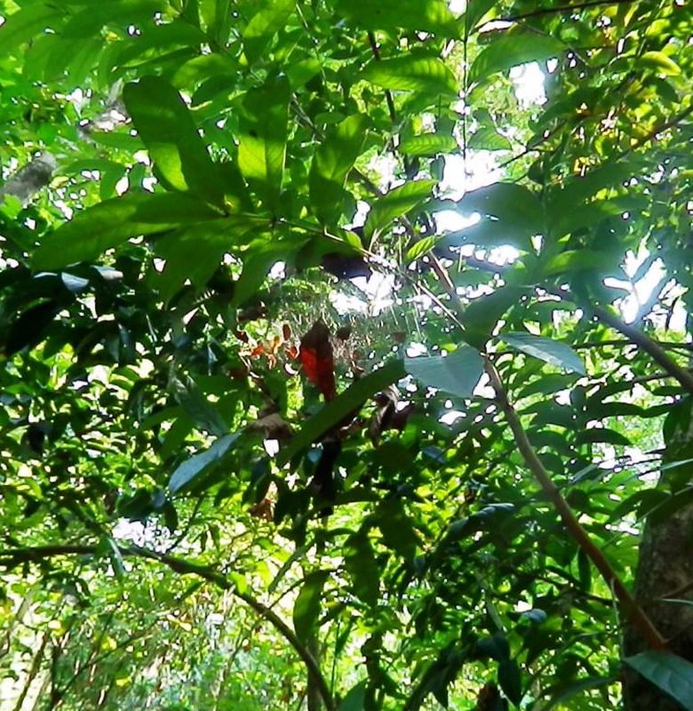  Kanopi  Adalah Daun Dan Ranting Pada Hutan  Hujan Tropis 