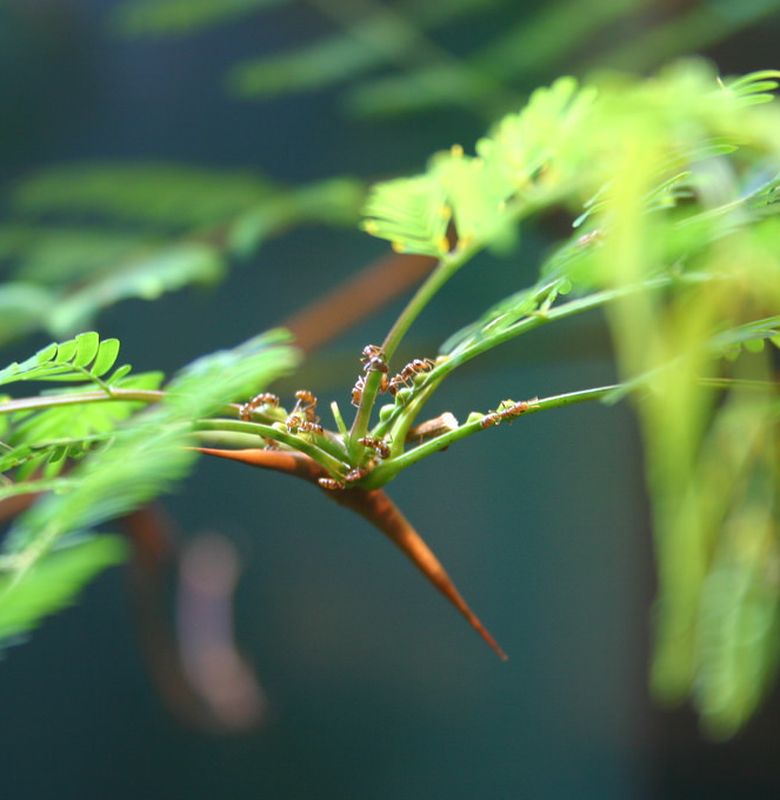 Pohon Akasia